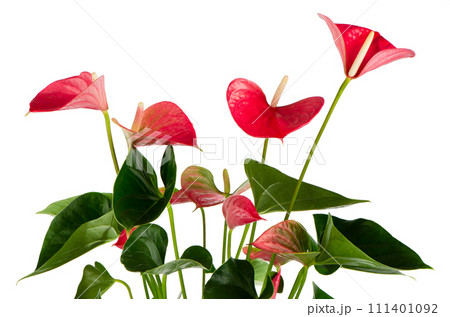 Beautiful Anthedesia anthurium Beautiful Anthedesia anthurium 111401092