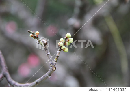 梅花薫る大阪高槻の上宮天満宮 梅花薫る大阪高槻の上宮天満宮 111401333