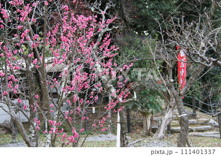 梅花薫る大阪高槻の上宮天満宮 111401337