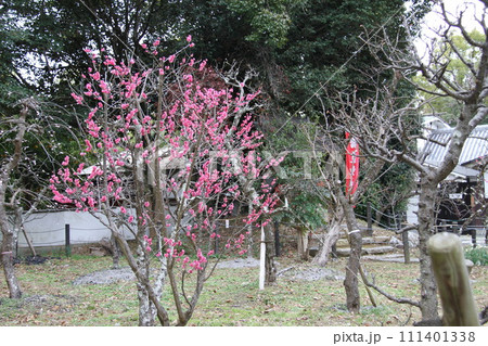 梅花薫る大阪高槻の上宮天満宮 111401338