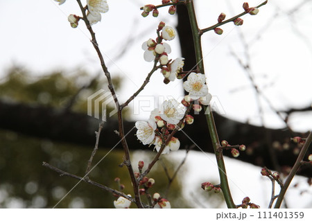 梅花薫る大阪高槻の上宮天満宮 111401359