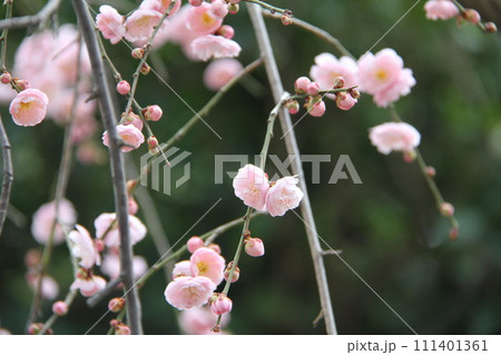 梅花薫る大阪高槻の上宮天満宮 梅花薫る大阪高槻の上宮天満宮 111401361