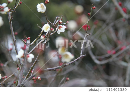 梅花薫る大阪高槻の上宮天満宮 梅花薫る大阪高槻の上宮天満宮 111401380