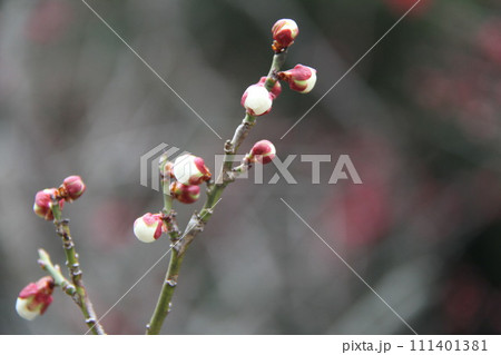 梅花薫る大阪高槻の上宮天満宮 111401381