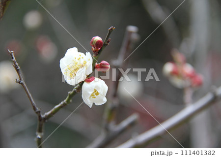 梅花薫る大阪高槻の上宮天満宮 111401382