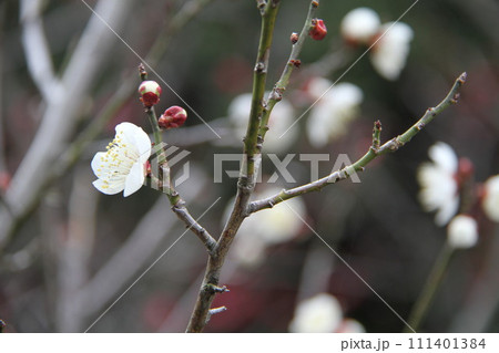 梅花薫る大阪高槻の上宮天満宮 梅花薫る大阪高槻の上宮天満宮 111401384