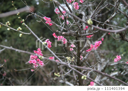 梅花薫る大阪高槻の上宮天満宮 111401394