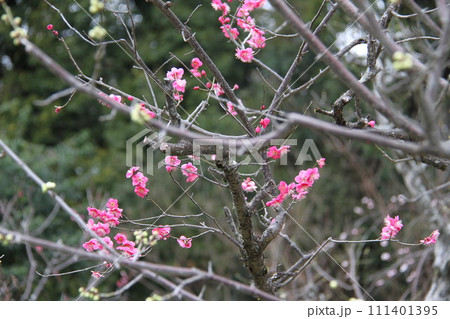 梅花薫る大阪高槻の上宮天満宮 111401395