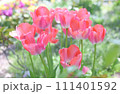 満開に咲く赤いチューリップ 111401592