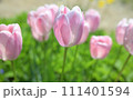ピンク色のチューリップ畑 111401594