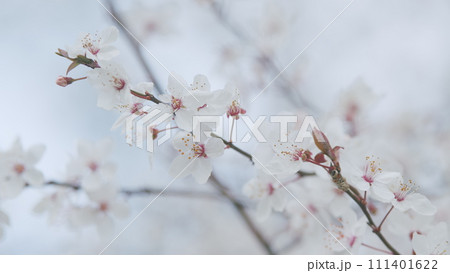 Blooming White Plum Tree. Cherry Plum And Myrobalan Plum Branch With Flowers And Leaves. Blooming White Plum Tree. Cherry Plum And Myrobalan Plum Branch With Flowers And Leaves. 111401622