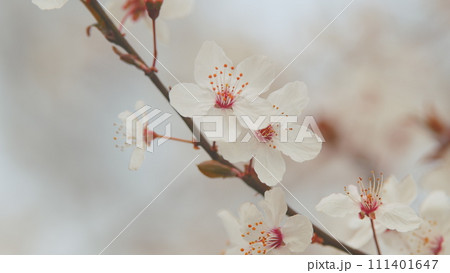 Branch Of Cherry Plum With Light Flowers And Red Leaves In Background. Leaves And Buds Are Also Growing. 111401647