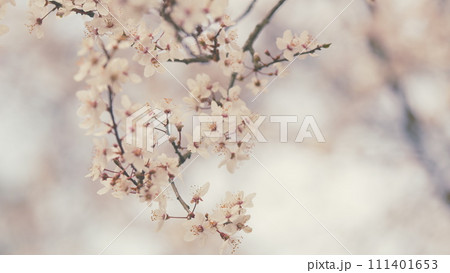 Dreamlike Romantic Background Of Spring. Petals Of Plum Blossom On Branch Open In Early Spring. 111401653