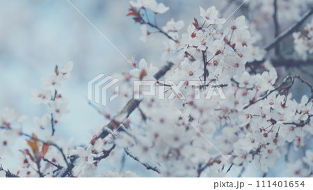 Nature Background. Beautiful Decorative Tree. Purple Leaf Plum. Purple Leaf Plum Blossoms Blooming. 111401654