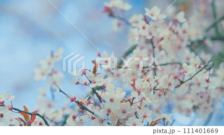 Romantic Background Of Spring. Outdoor Nature. Spring Garden. White Blossoms On Tree Branch With Red And Green Leaves. Romantic Background Of Spring. Outdoor Nature. Spring Garden. White Blossoms On Tree Branch With Red And Green Leaves. 111401669