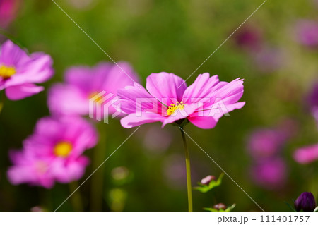 可憐なコスモスの花・マクロレンズ 111401757