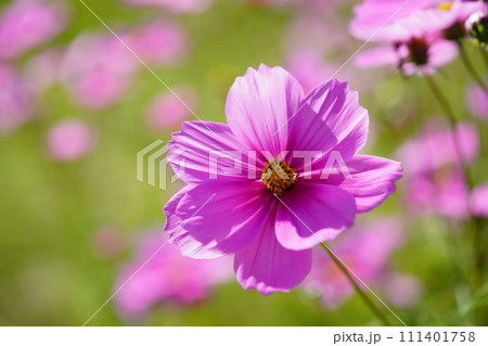 可愛いコスモスの花・マクロレンズ 111401758