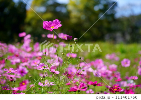 黒背景のコスモス畑（恭仁京） 111401760