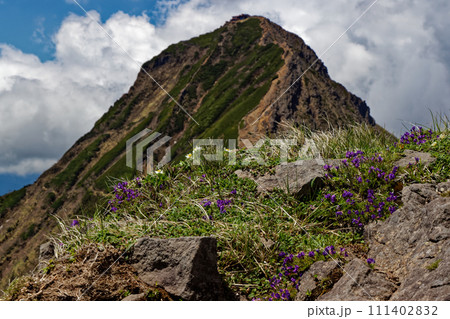 八ヶ岳連峰・横岳稜線の高山植物と雲湧く赤岳 八ヶ岳連峰・横岳稜線の高山植物と雲湧く赤岳 111402832