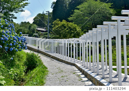 岡山 済渡寺 鳥居 白い鳥居 紫陽花 アジサイ あじさい 岡山 済渡寺 鳥居 白い鳥居 紫陽花 アジサイ あじさい 111403294