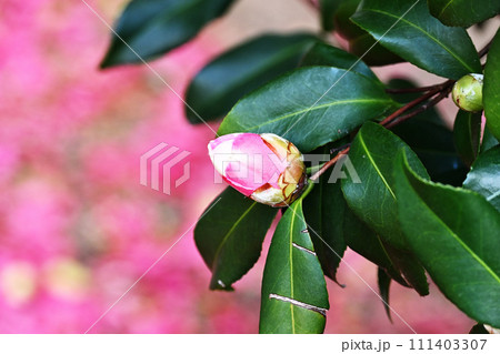 サザンカの蕾越しに広がる花びらの絨毯 サザンカの蕾越しに広がる花びらの絨毯 111403307