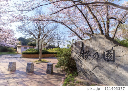 Cherry blossom garden in Odaka Ryokuchi Park, - Stock Photo