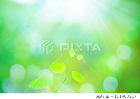 カツラの新緑に光 111403517