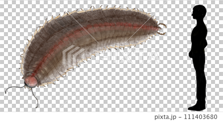Arthropleura, the largest arthropod in history, the giant millipede Arthropleura, the largest arthropod in history, the giant millipede 111403680