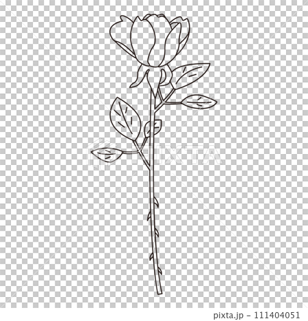 一輪の薔薇の線画イラスト、ベクター 一輪の薔薇の線画イラスト、ベクター 111404051
