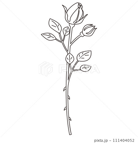 一輪の薔薇の線画イラスト、蕾のばら ベクター 一輪の薔薇の線画イラスト、蕾のばら ベクター 111404052