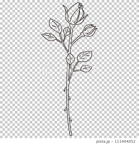 一輪の薔薇の線画イラスト、蕾のばら ベクター 一輪の薔薇の線画イラスト、蕾のばら ベクター 111404052