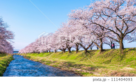 あさひ舟川の桜並木 111404093