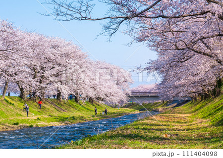 あさひ舟川の桜並木 111404098