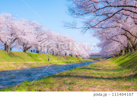 あさひ舟川の桜並木(ソフトフォーカス) あさひ舟川の桜並木(ソフトフォーカス) 111404107