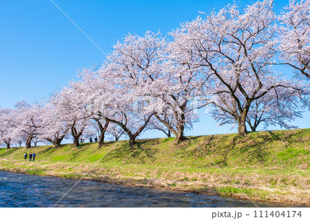 あさひ舟川の桜並木 111404174