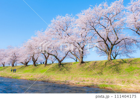 あさひ舟川の桜並木（ソフトフォーカス） 111404175