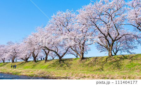あさひ舟川の桜並木 111404177