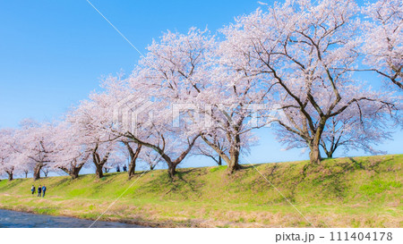 あさひ舟川の桜並木（ソフトフォーカス） 111404178
