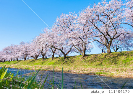 あさひ舟川の桜並木 111404179