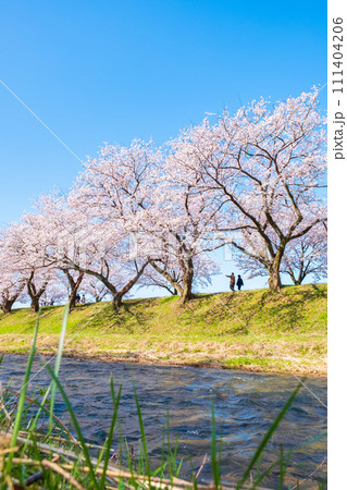 あさひ舟川の桜並木 111404206