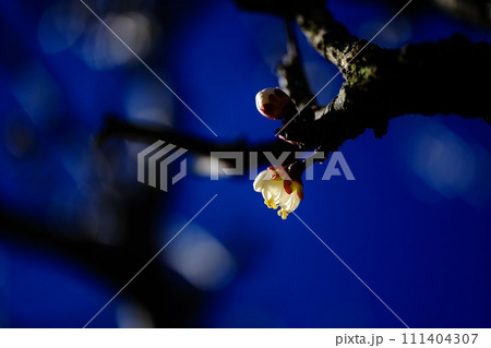 逆光に一輪 輝く梅の花 逆光に一輪 輝く梅の花 111404307