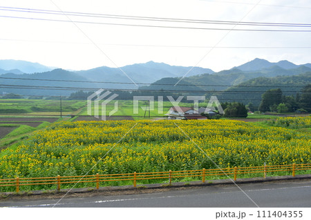 むつみひまわりロード　山口　向日葵　ひまわり　ひまわり畑　夏 111404355