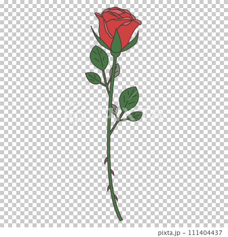 Single rose illustration vector 111404437