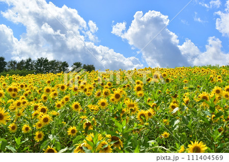 ひるぜんジャージーランド 岡山 ヒマワリ 向日葵 向日葵畑 ひまわり畑 夏 ひるぜんジャージーランド 岡山 ヒマワリ 向日葵 向日葵畑 ひまわり畑 夏 111404569