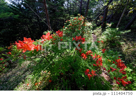八ヶ岳連峰・御小屋尾根のレンゲツツジ 111404750
