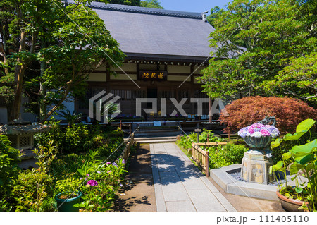 古都鎌倉の初夏 紫陽花が咲く成就院 本堂 古都鎌倉の初夏 紫陽花が咲く成就院 本堂 111405110