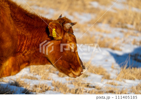 阿蘇山にいる牛 111405185