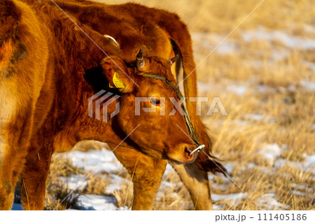 阿蘇山にいる牛 111405186