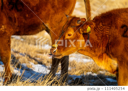 阿蘇山の風景 111405254