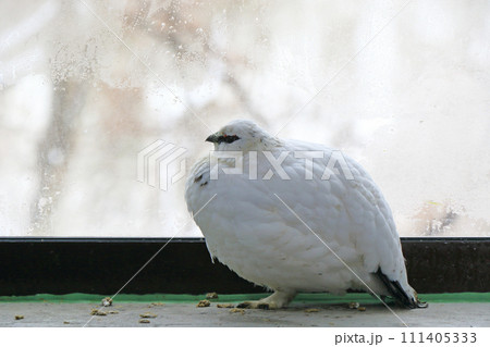 飼育下のニホンライチョウ 飼育下のニホンライチョウ 111405333